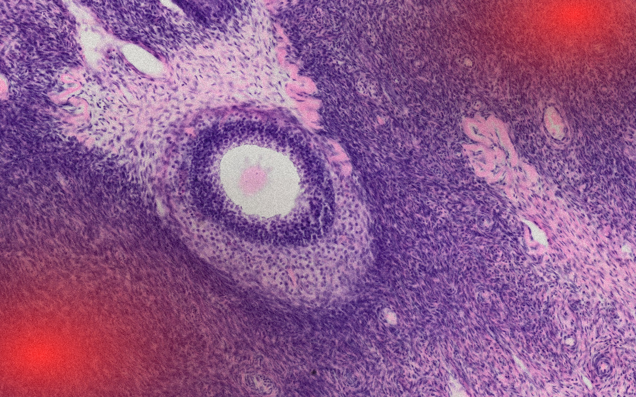 Zrající folikul v kůře ovaria