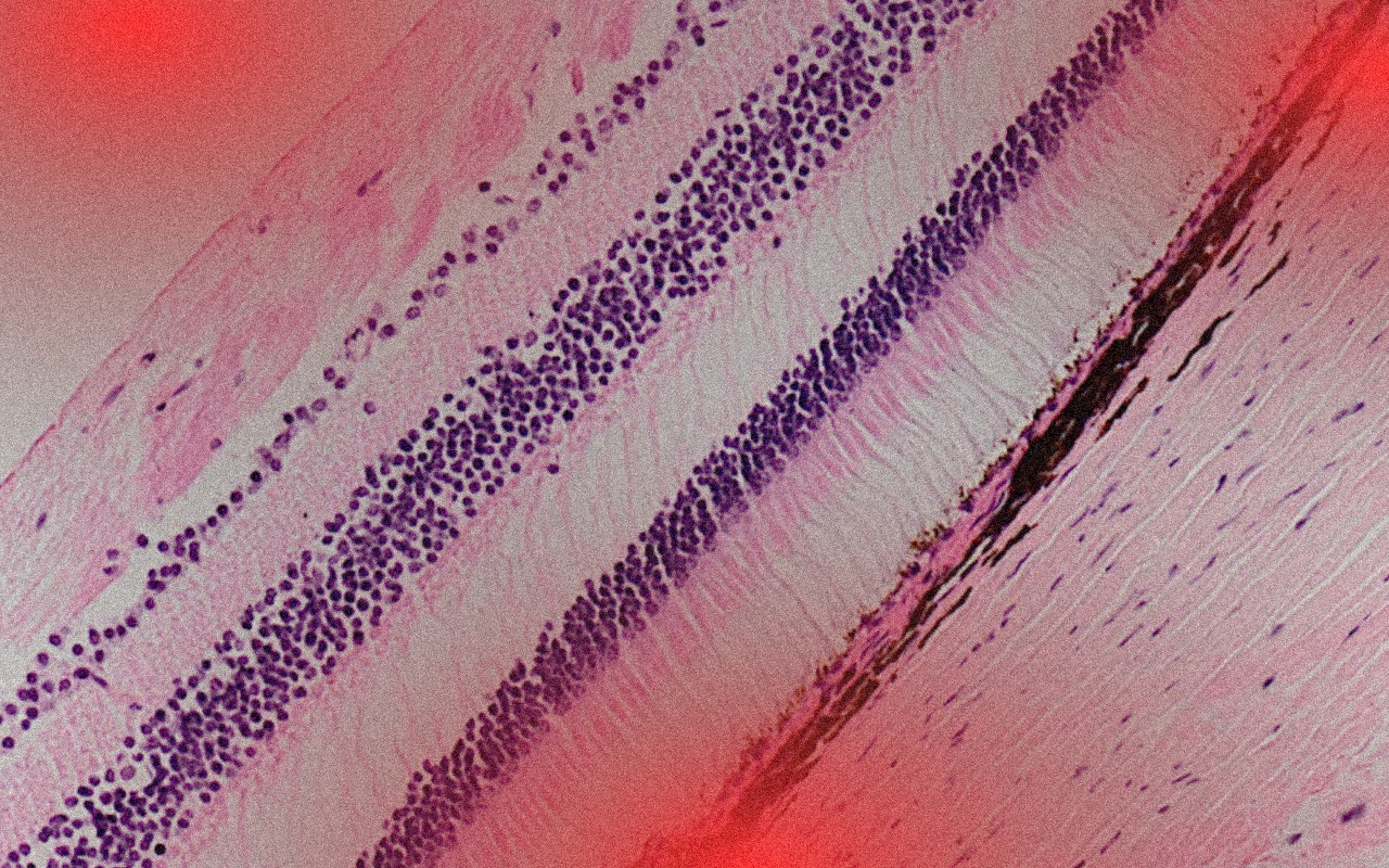 Detail vrstev sítnice